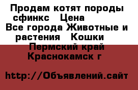 Продам котят породы сфинкс › Цена ­ 4 000 - Все города Животные и растения » Кошки   . Пермский край,Краснокамск г.